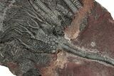 Silurian Fossil Crinoid (Scyphocrinites) Plate - Morocco #223293-1